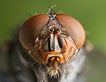 Blue bottle fly