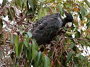 A brown parrot with a crest, and a white back-of-the-neck and beak