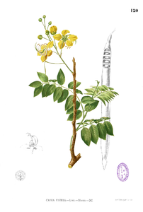 Cassia fistula