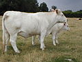 Charolaise (race bovine)