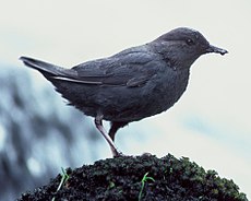 Cinclus mexicanus