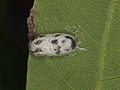 Campoplegine pupa, with empty skin of caterpillar it parasitised above it