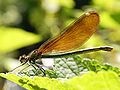 Calopteryx virgo (femmina)