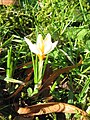 Crocus sieberi 'Bowles White'