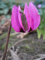 Cyclamen pseudibericum flowering