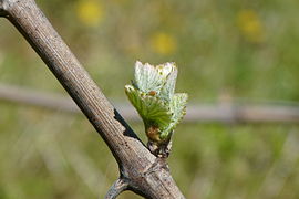 Desborre en primavera.