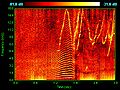 Image 22Spectrogram of dolphin vocalizations. Whistles, whines, and clicks are visible as upside down V's, horizontal striations, and vertical lines, respectively. (from Toothed whale)