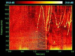 Spectrogram of dolphin vocalizations