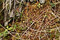 D. rotundifolia, Lake Bemidji Eyalet Parkı'ndaki bataklıkta