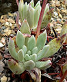 Dudleya caespitosa