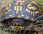 Tortuga de caja