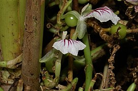 Fleur et fruit.