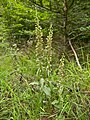 Epipactis helleborine Habitus