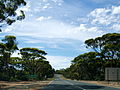 Eucalyptus salmonophloia in Australia