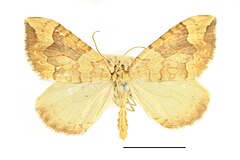 Mounted specimen