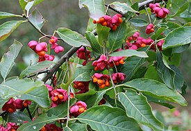 Бересклет европейский (Euonymus europaeus)