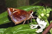 Adult female, ventral view of wings.