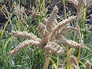 Finger millet in the field