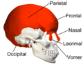 Flat bones in human skull. (shown in red)