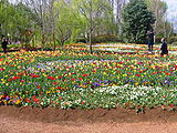 Tulip beds, 2005