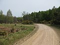 Forestry road north of Woorgreens Lake