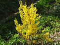 Forsythia togashii