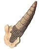 Drawing of horn-shaped fossil