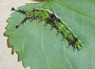 Captive raised E. d. angulata larva (green)