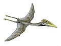 Hatzegopteryx