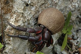 Cangrejo de los cocoteros.