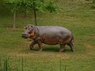 Restoration of Hippopotamus gorgops