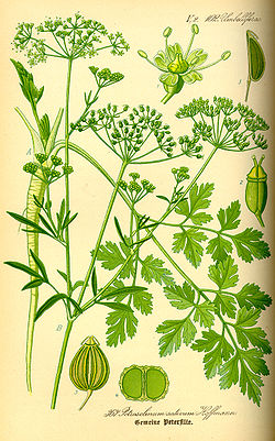 Persilja (Petroselinum crispum)