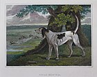 1820 engraving of a Staghound