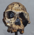 Homo habilis skull.