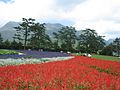 くじゅう花公園