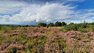 Landes près du mont des Avaloirs.