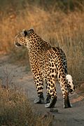 A female leopard showing white spots on the tail