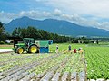 野辺山高原でのレタス収穫風景（2010年8月）