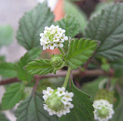 Description de l'image Lippia dulcis.jpg.