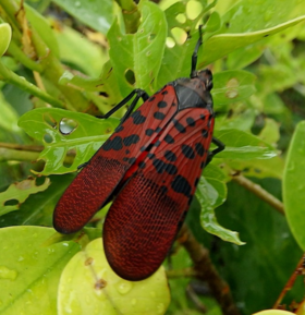 Forma adulta e vermelha de L. meliae