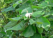 Magnolia dealbata, plante hôte probable de Papilio esperanza.