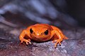 Goldfröschchen (Mantella aurantiaca)