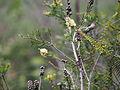 In the Gibraltar Range National Park