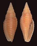 Mitra avenacea