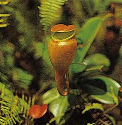 Description de l'image Nepenthes Seychelles.jpg.