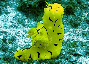 Notodoris minor