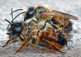 Osmia