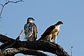 Aquila spilogaster.