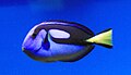 Blue surgeonfish