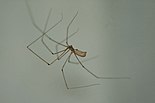 Pholcus phalangioides